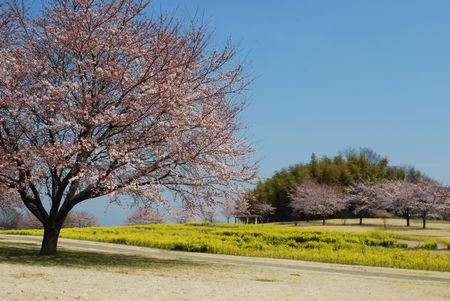 sakura265.jpg