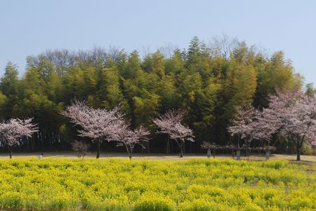sakura266.jpg
