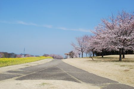 sakura267.jpg