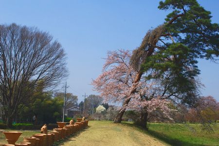 sakura268.jpg