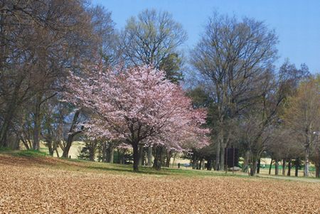 sakura269.jpg