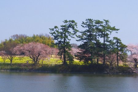 sakura270.jpg