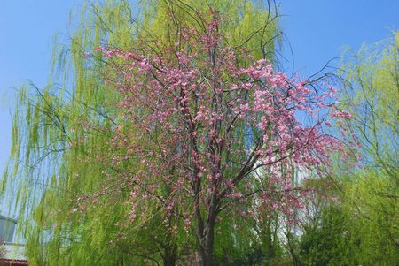 sakura271.jpg