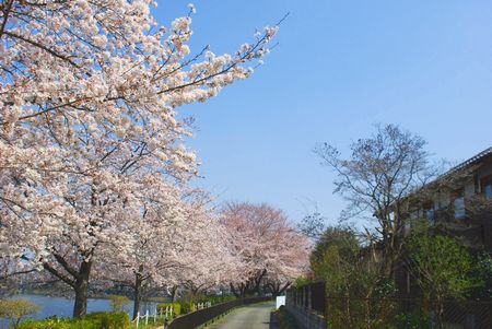 sakura272.jpg
