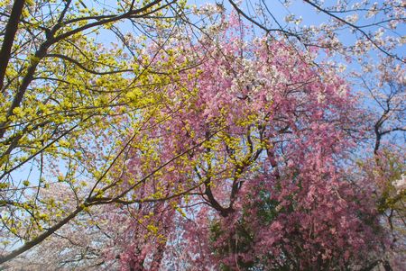 sakura273.jpg