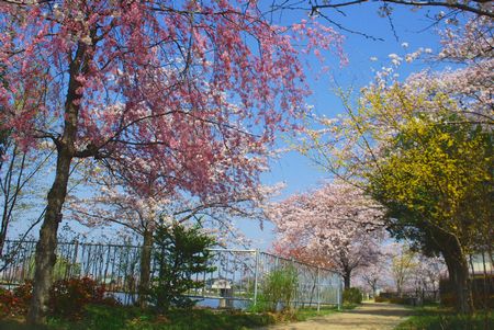 sakura274.jpg