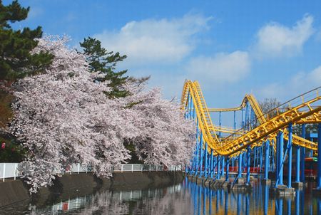 sakura275.jpg