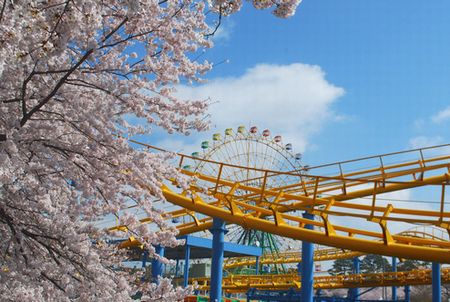 sakura276.jpg