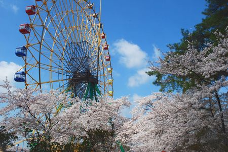 sakura278.jpg