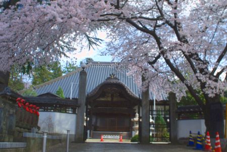 sakura279.jpg
