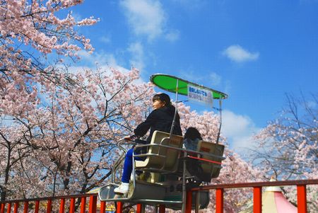 sakura280.jpg