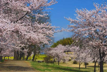 sakura281.jpg