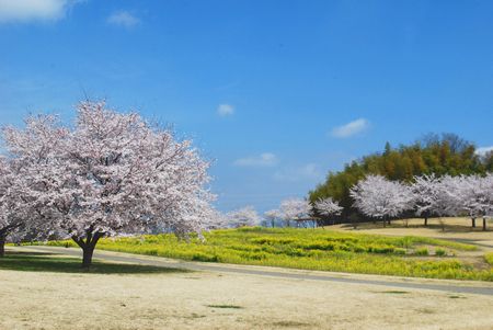 sakura282.jpg