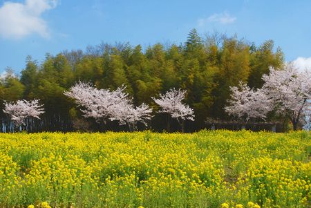sakura283.jpg