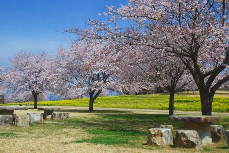sakura284.jpg