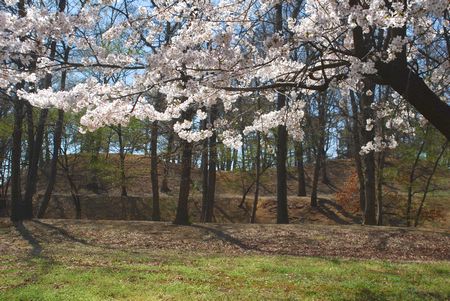 sakura285.jpg