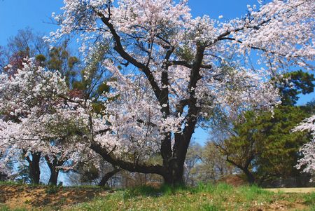 sakura287.jpg