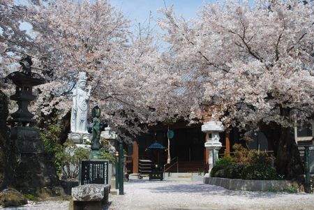 sakura288.jpg