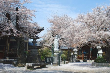 sakura289.jpg