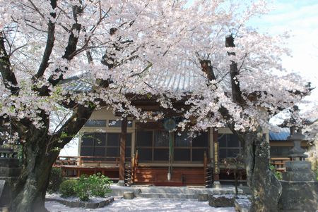 sakura290.jpg