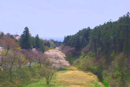 sakura291.jpg