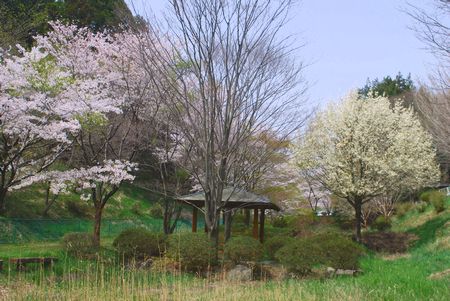 sakura292.jpg