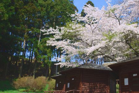 sakura293.jpg