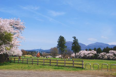 sakura296.jpg