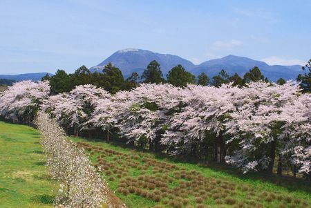 sakura298.jpg
