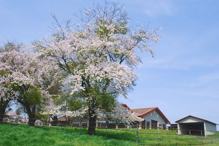 sakura299.jpg