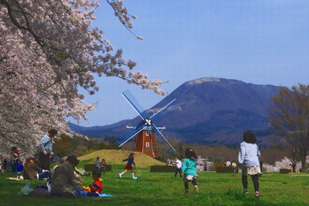 sakura300.jpg