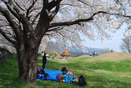 sakura301.jpg