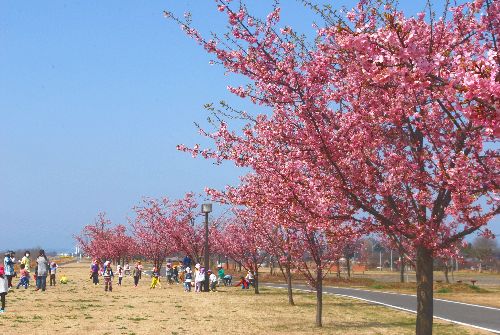 sakura316.jpg