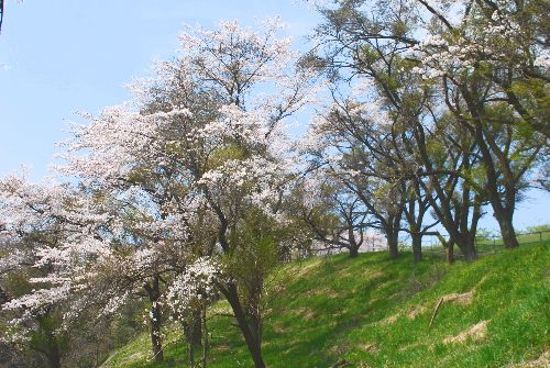 sakura340.jpg