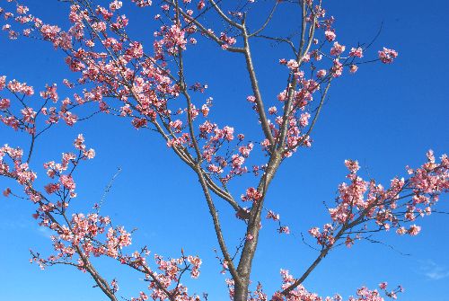 sakura382.jpg