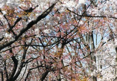 sakura46.jpg