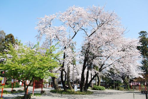 sakura59.jpg