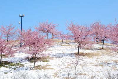 sakura86.jpg