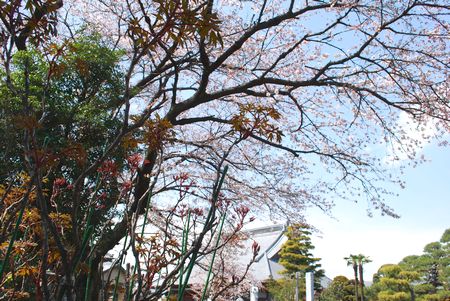 sakura95.jpg