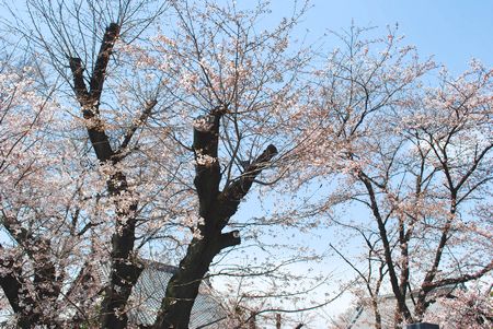 sakura96.jpg