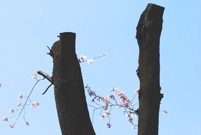 sakura97.jpg