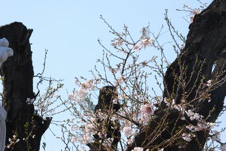 sakura98.jpg