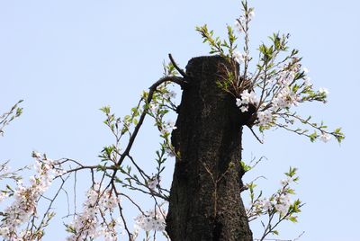 sakura99.jpg