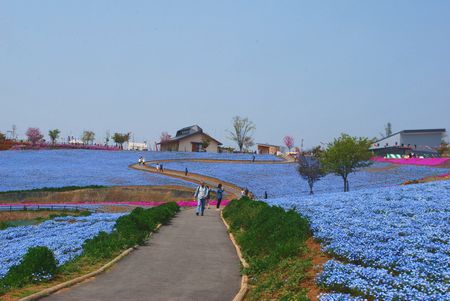 sibazakura18.jpg