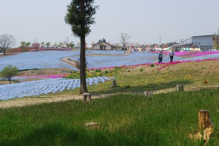 sibazakura19.jpg