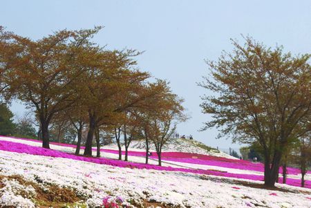 sibazakura26.jpg