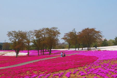 sibazakura28.jpg