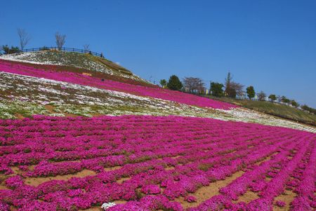sibazakura5.jpg