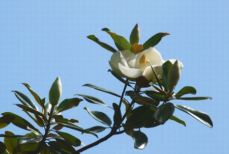 sono256281.jpg