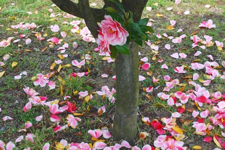 八重椿の落花 赤 白 入り混じったまだら模様の花弁 ハローグラス日誌 ハローグラス